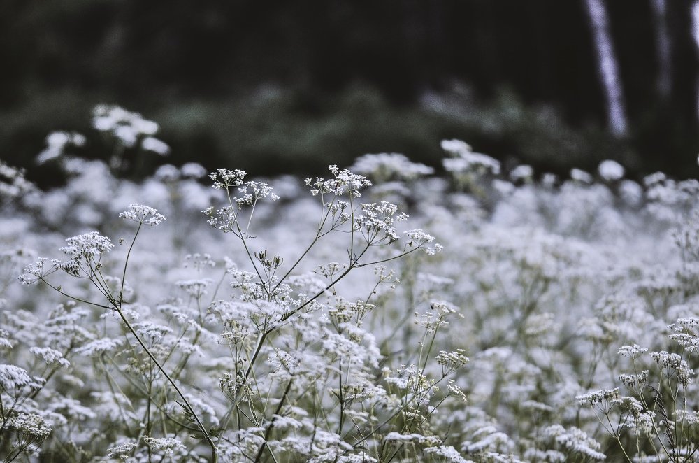 Photograph by Дмитрий Беликов