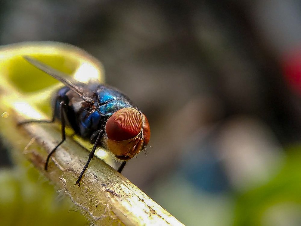 Common fly