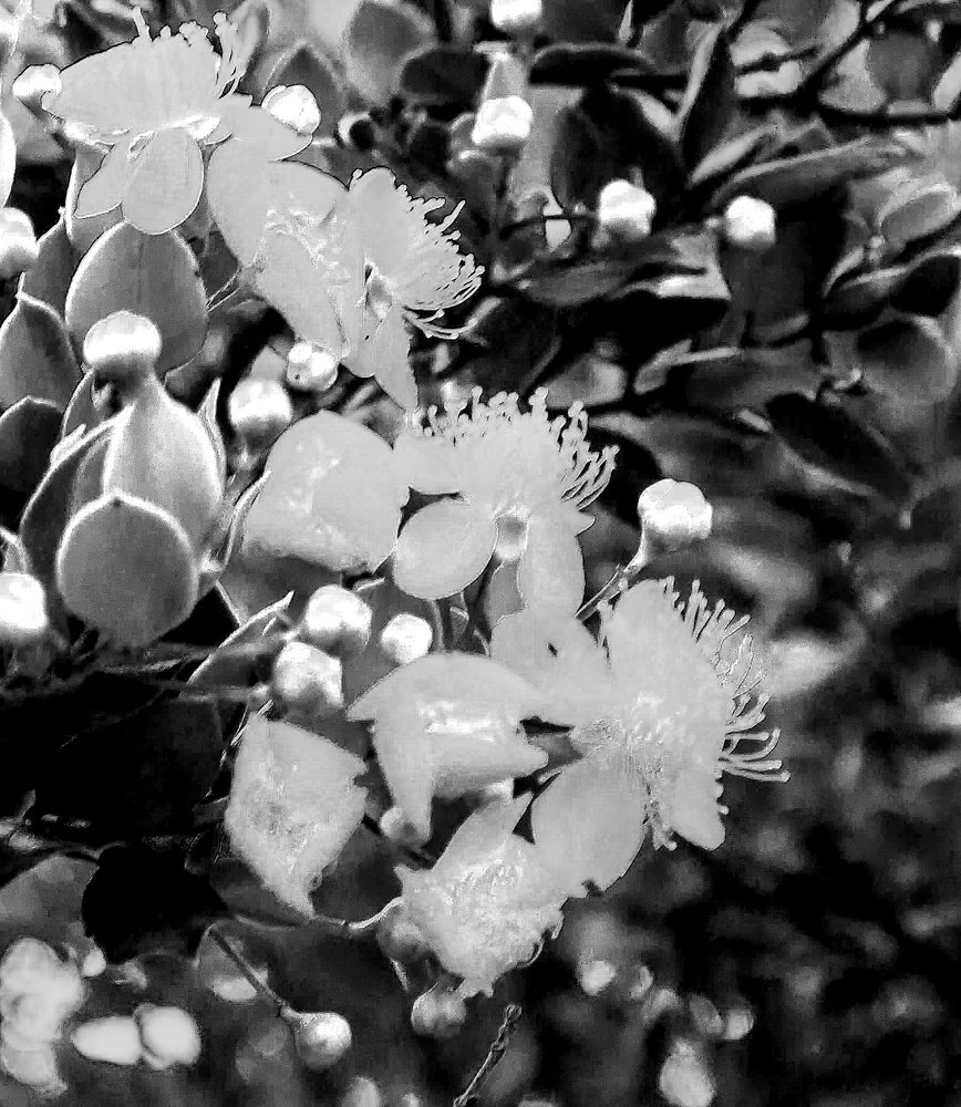 Photograph by Monica Macri