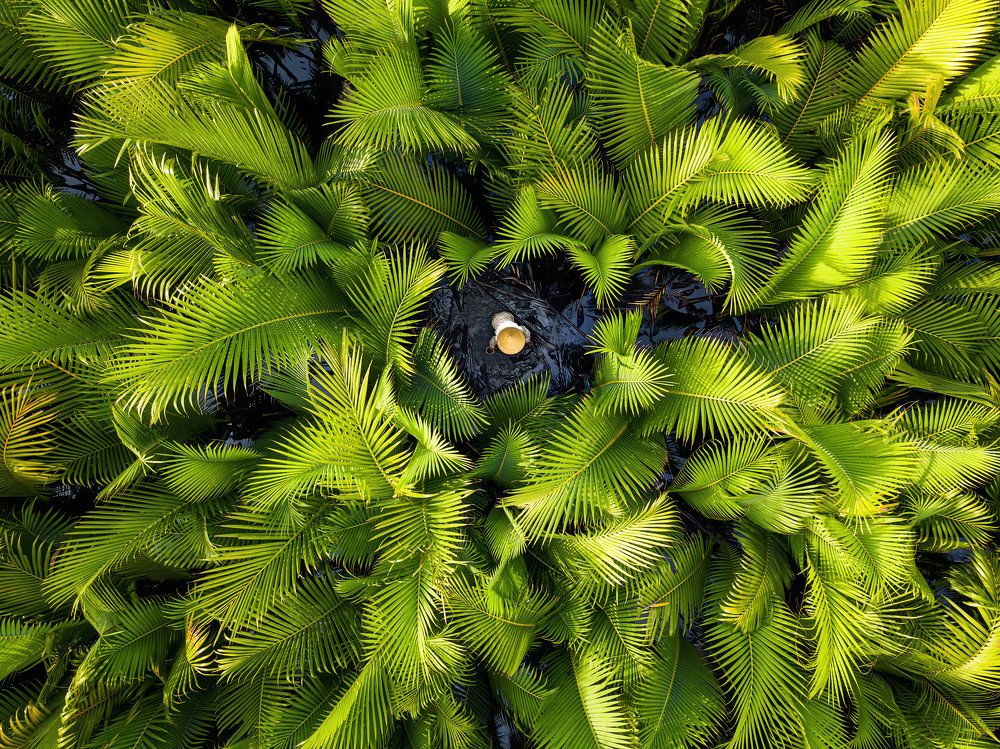 In the middle of nipa palm forest