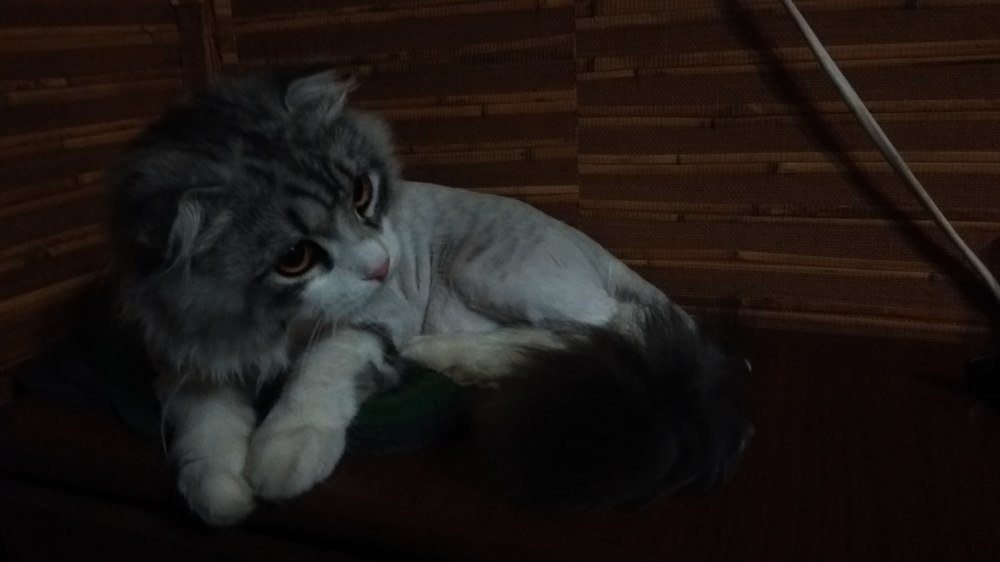 Домашняя кошка в салоне красоты