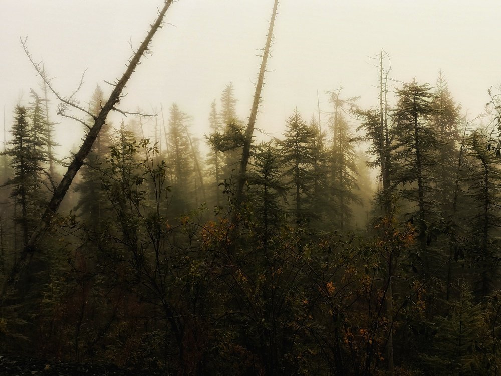 В туманном лесу