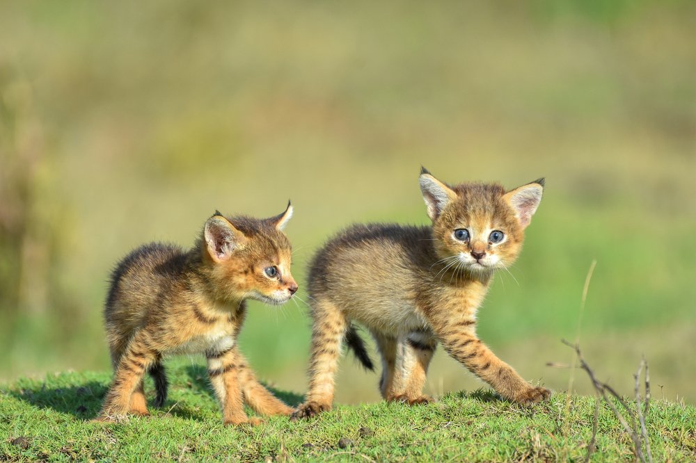 Фотография автора Lahiru Sihina