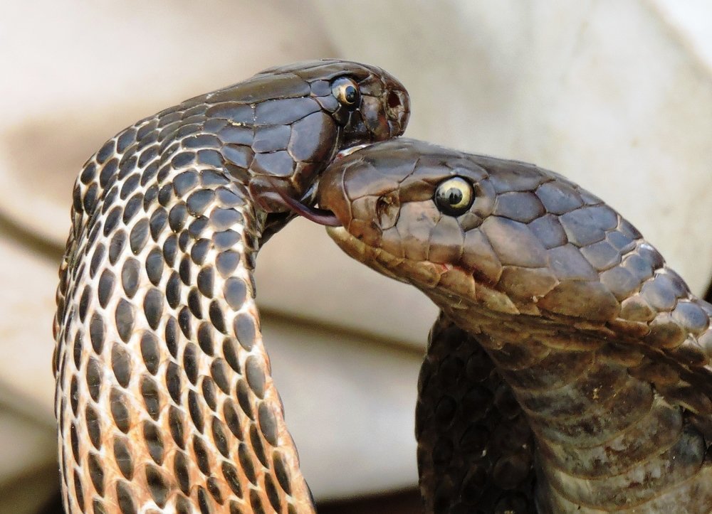 Photograph by Rajan Shah