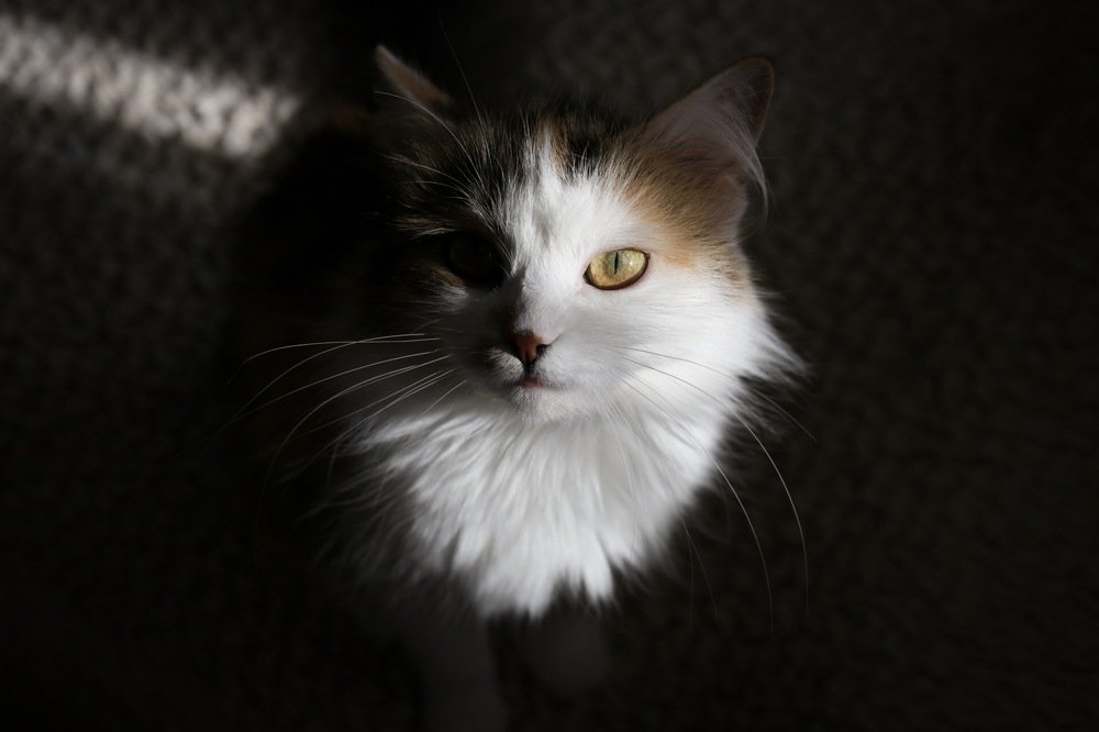 Photograph by Екатерина Мосунова