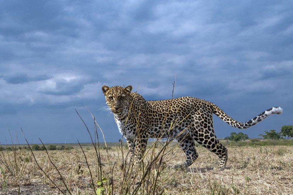 Photograph by Dilip Shah