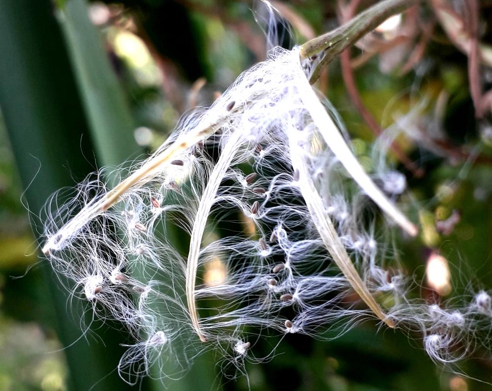 Photograph by Helen Seleznova