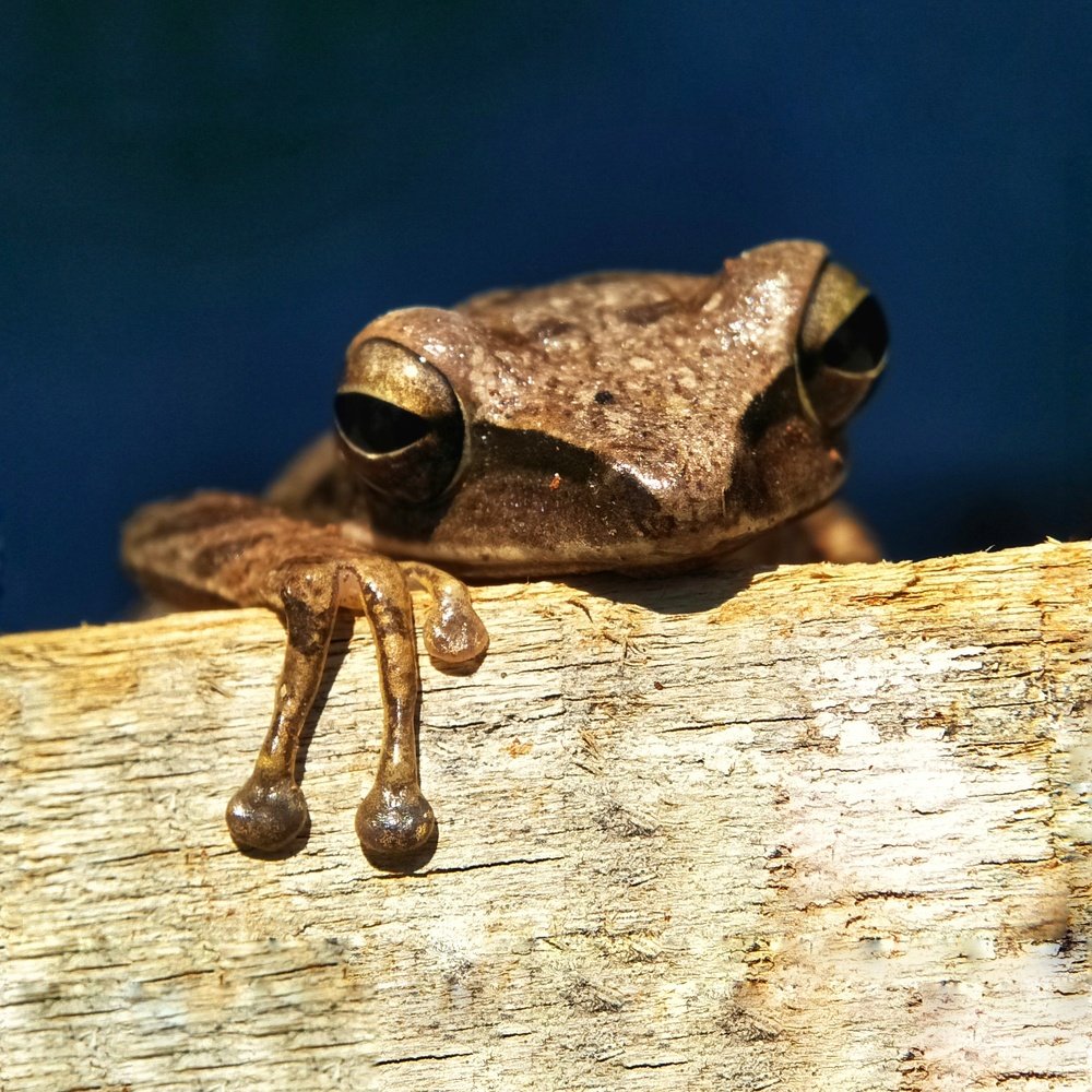 Photograph by Sujarwo