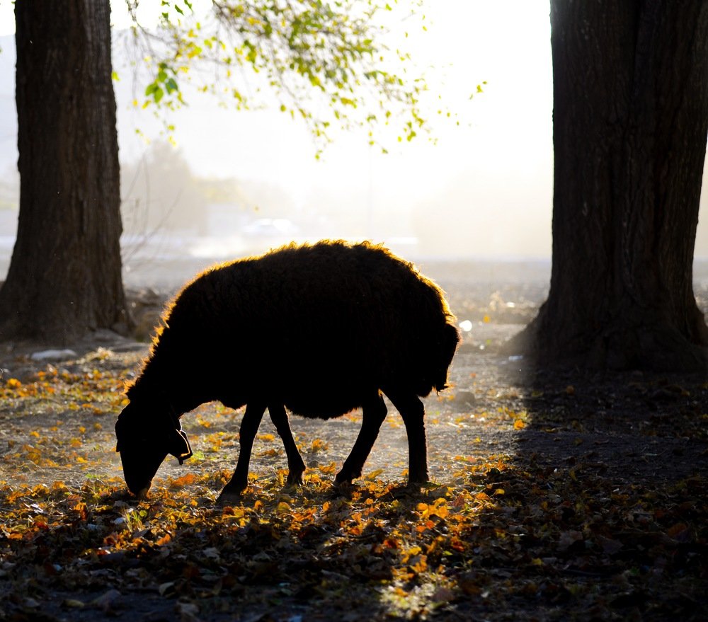 Photograph by samin samin hosseini