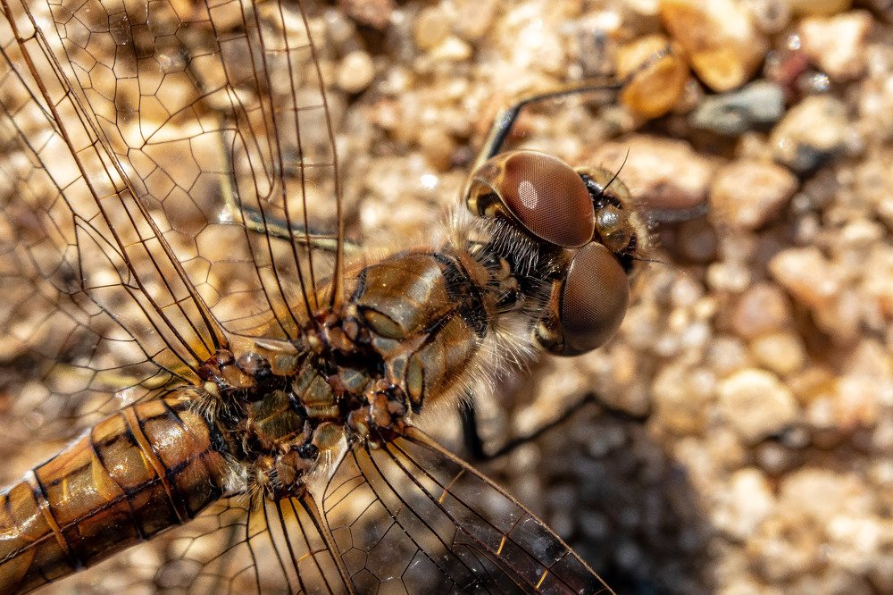 Фотография автора Мария Сурмачева
