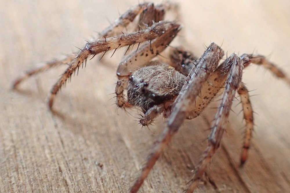 Красавчик (pretty boy)