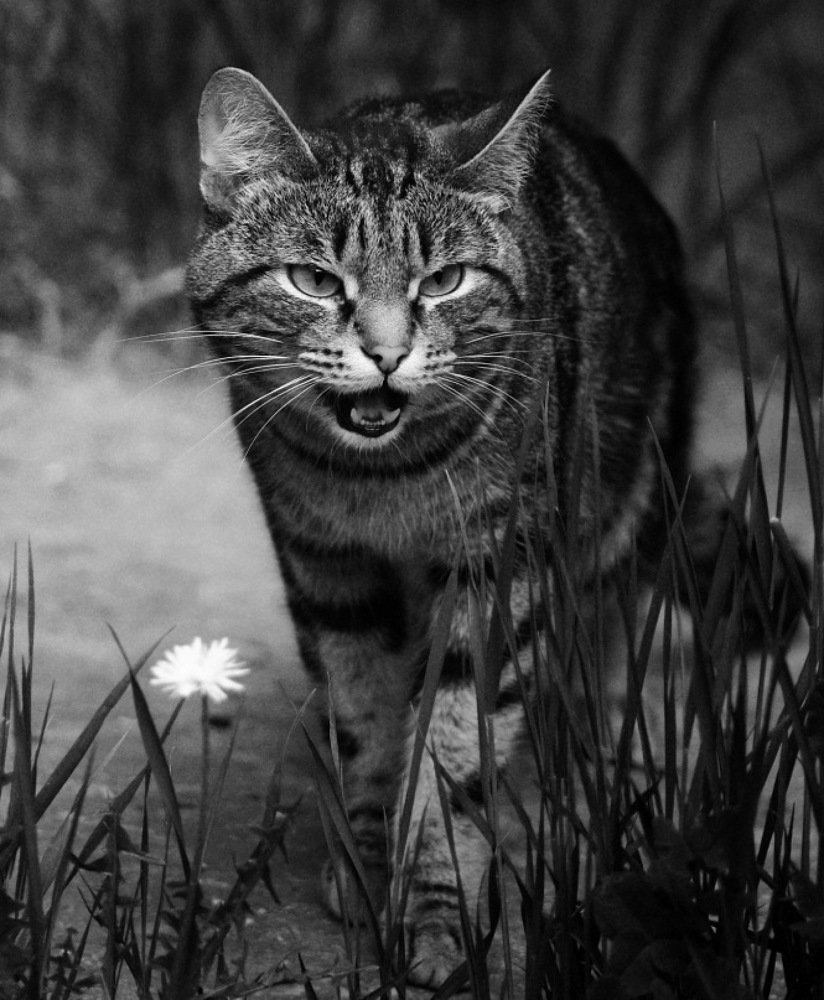 Photograph by Ольга Усманова