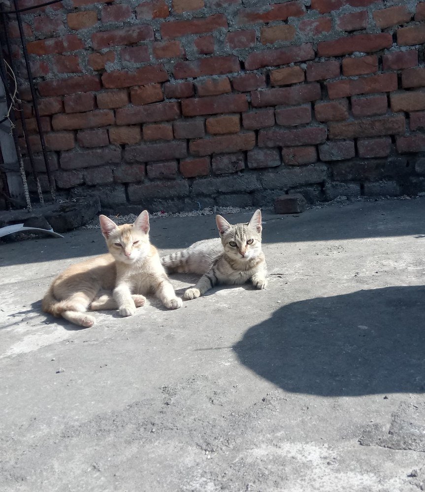Photograph by Anukampa khatiwada