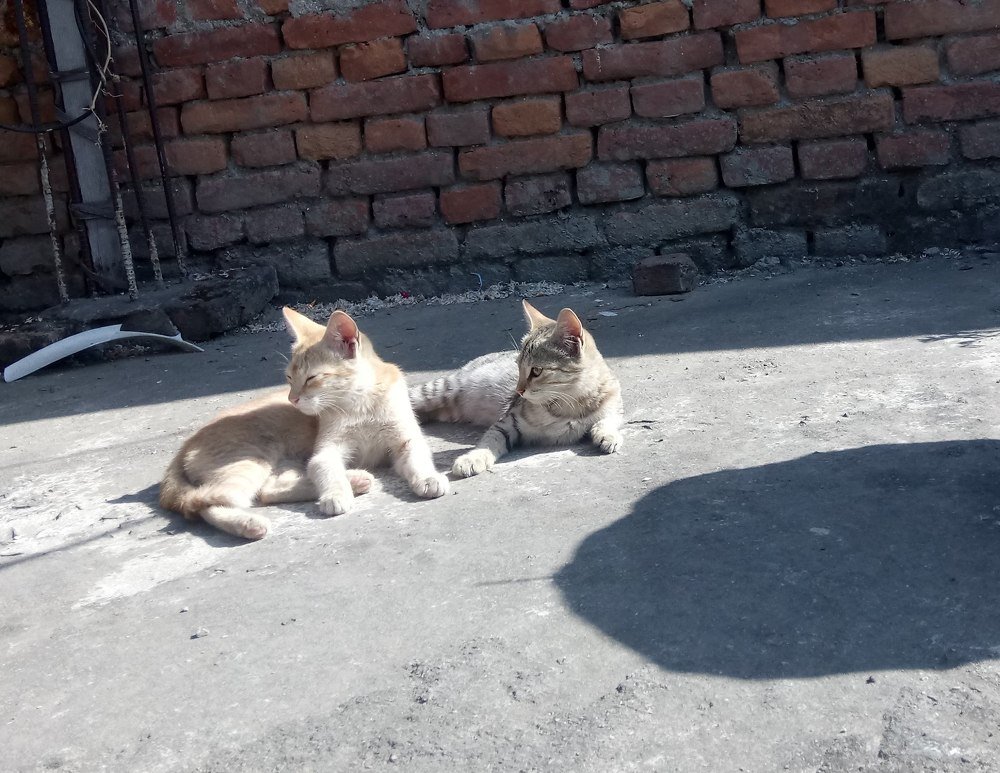 Photograph by Anukampa khatiwada