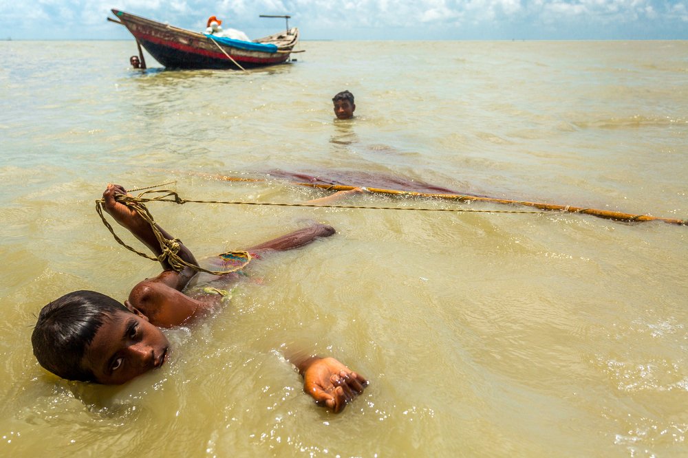 Shrimp larvae (fry) Collector.
