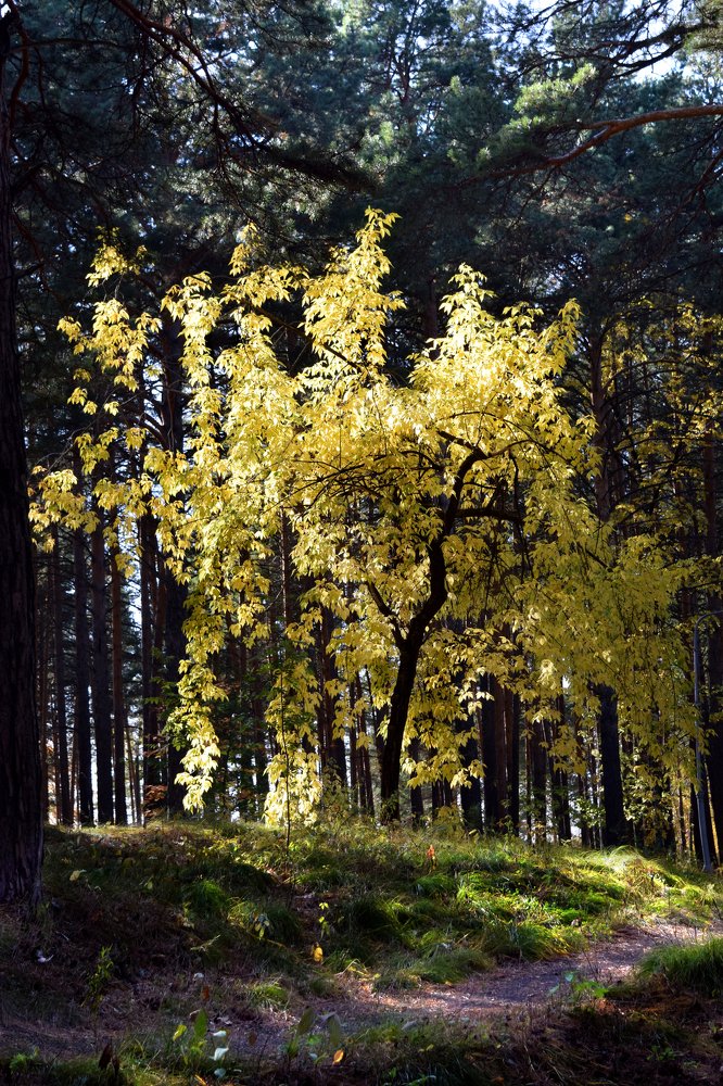 Photograph by Светлана Крат