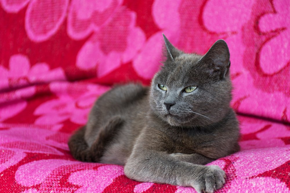 Photograph by Елена Стещенко