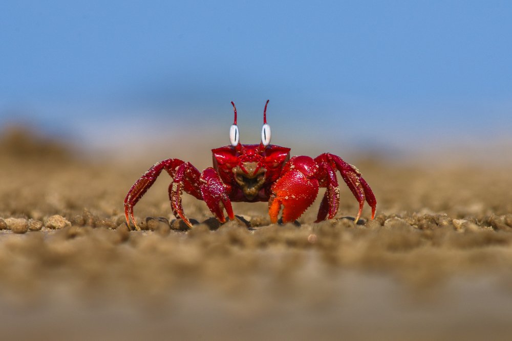 Ghost crab