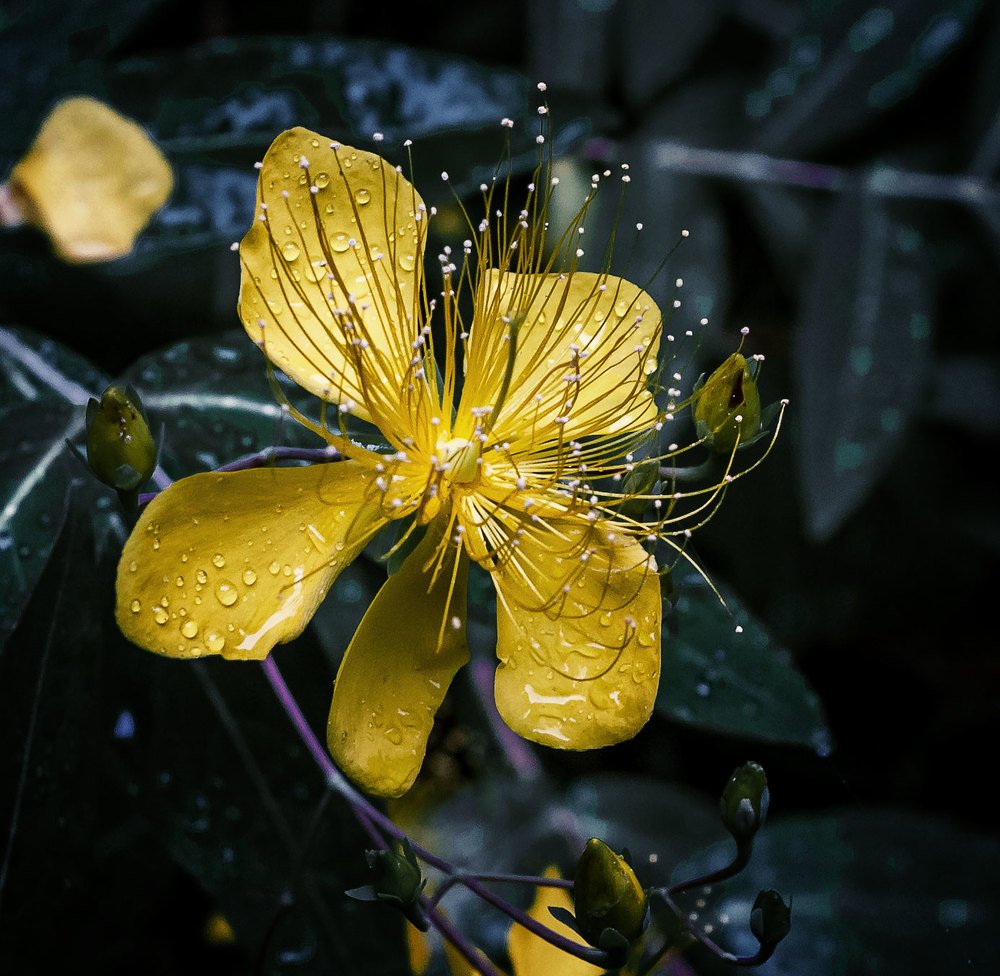 Photograph by Басалаев Евгений