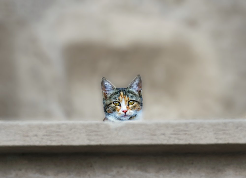 Photograph by Mina Yazdani rad