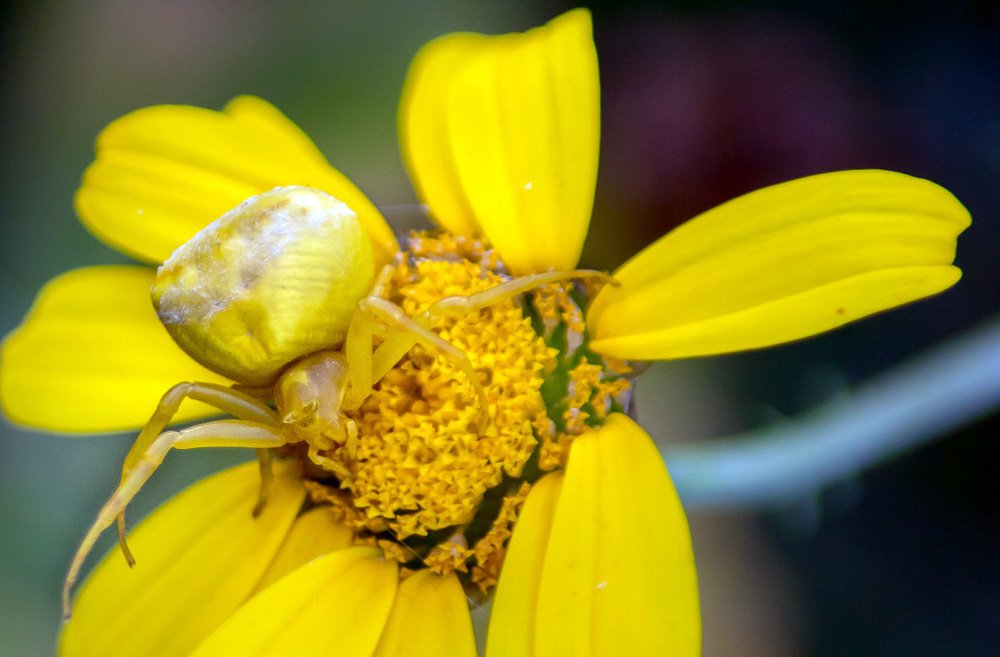 Фотография автора Ismail SAIDI