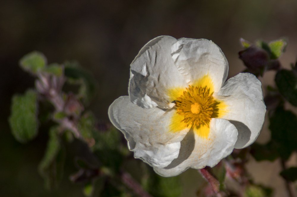 Фотография автора Ismail SAIDI