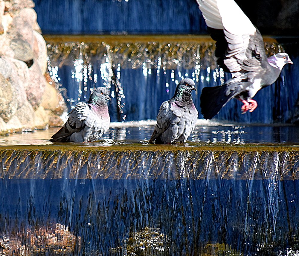 Morning washing of pigeons in the fountain / Утреннее умывание голубей в фонтане