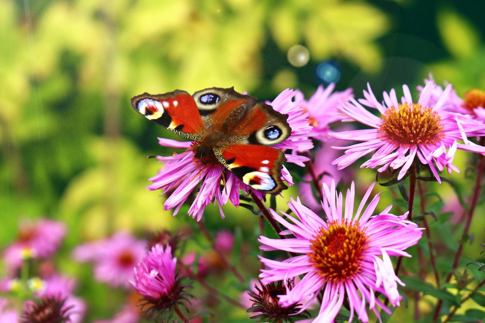 Photograph by Алёна Ковровская