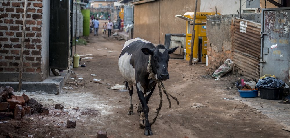 Фотография автора andrew katunguka