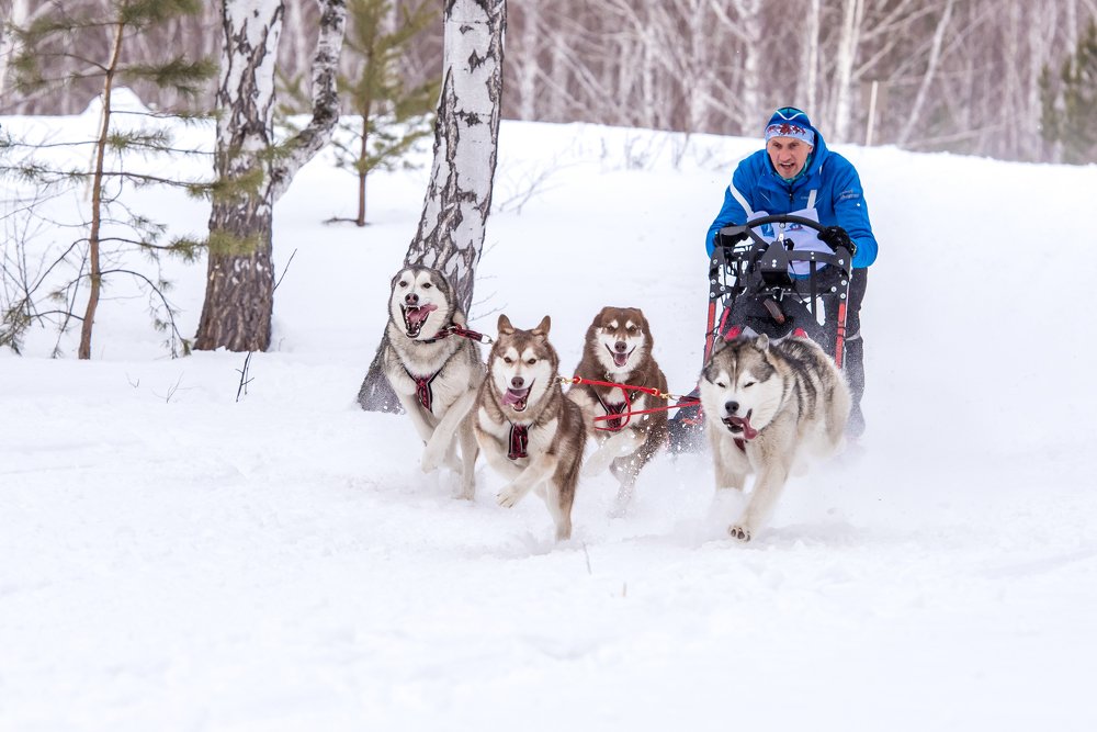 Гонка собачьих упряжек