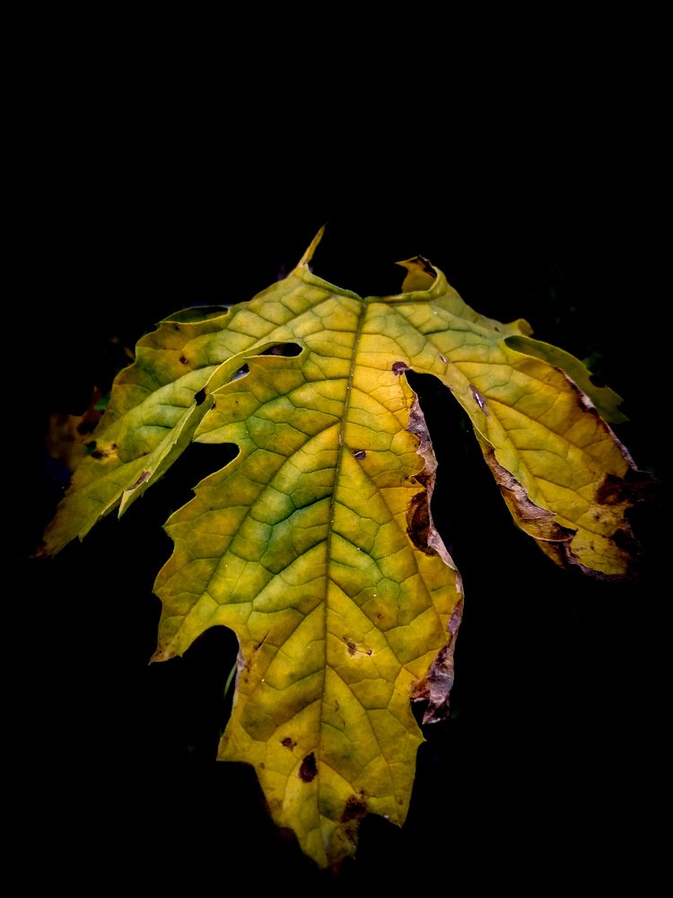 Фотография автора Rudra Prasad Dhungana