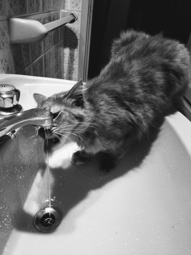 Photograph by Sandra Verónica Bertorello