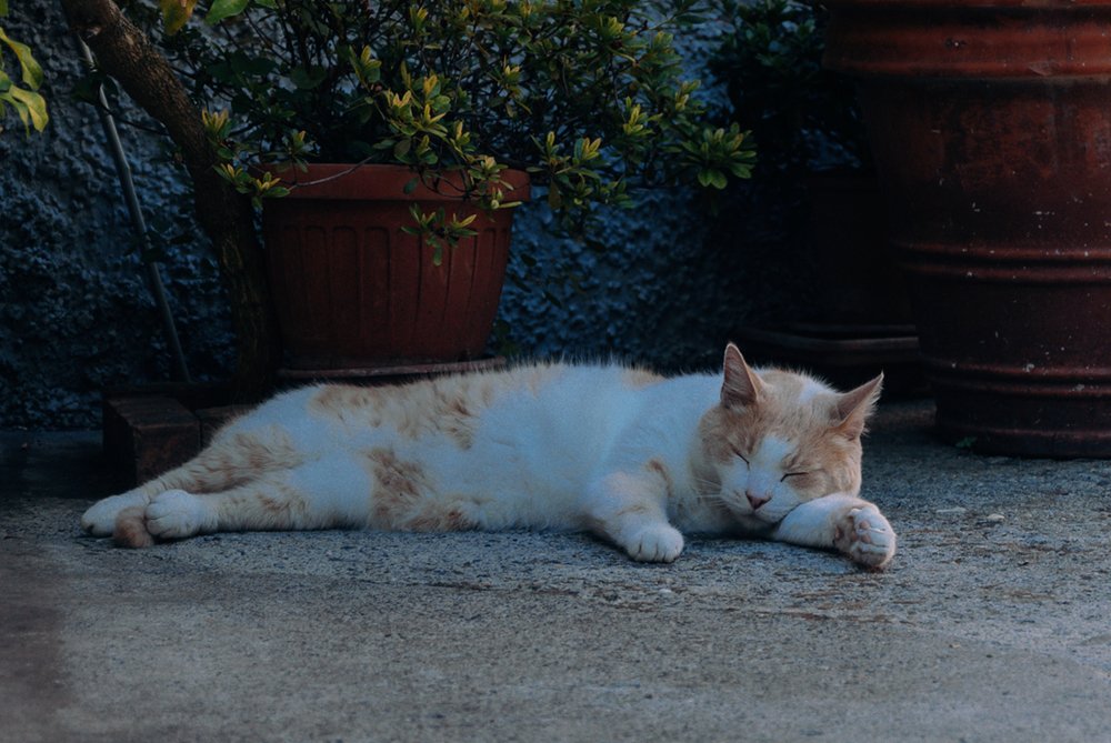 Photograph by Юлия Коротких