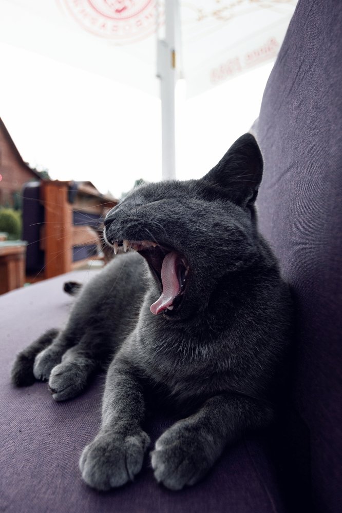 Фотография автора Мухин Алексей