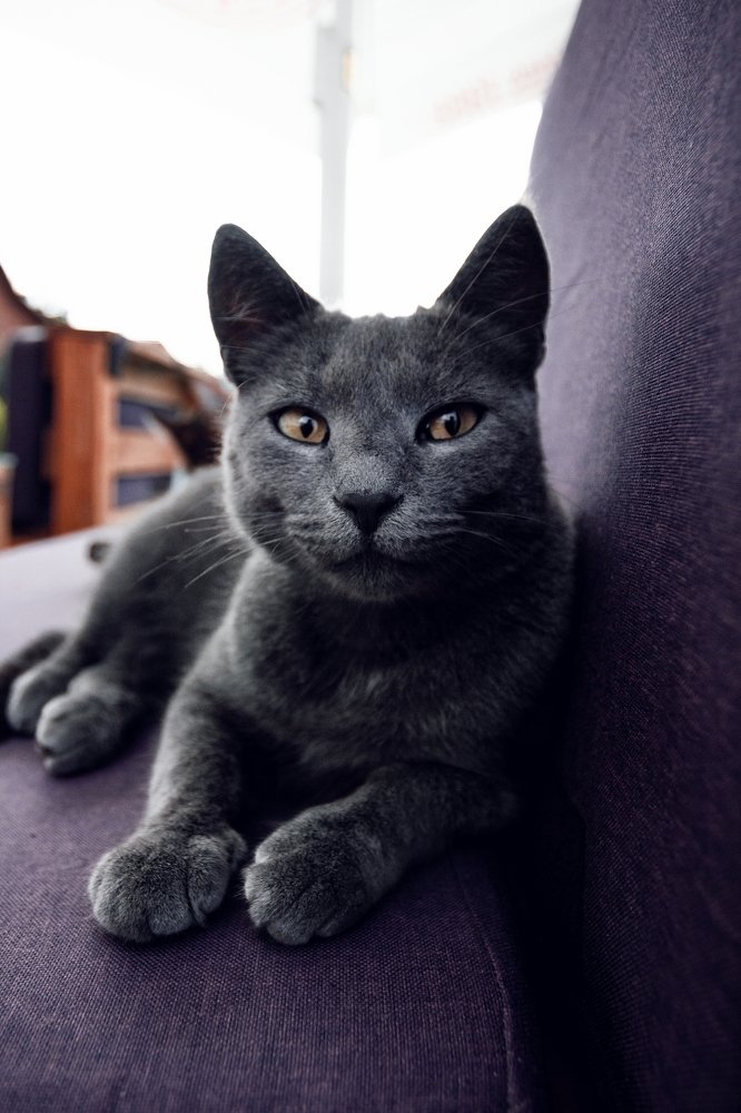 Фотография автора Мухин Алексей