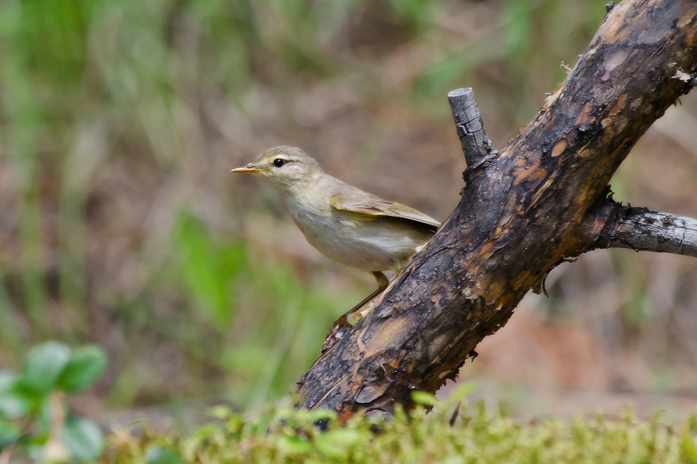 Пе́ночка-весни́чка