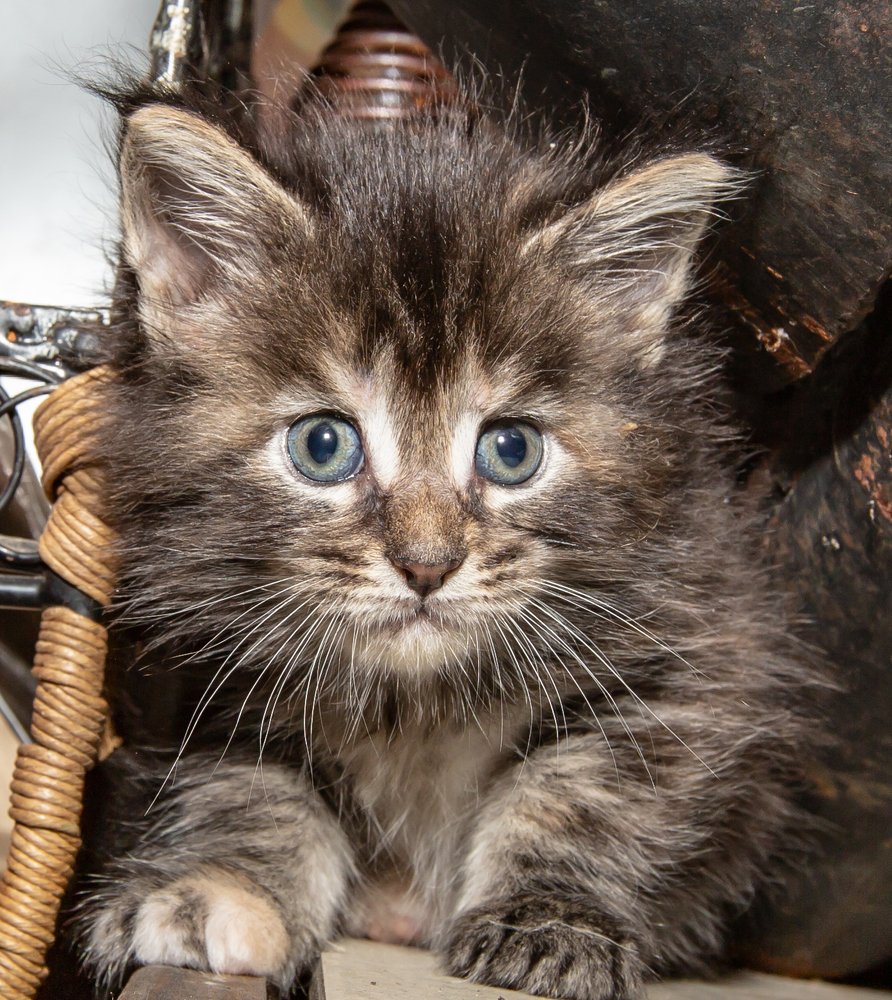 Фотография автора Людмила Прокофьева