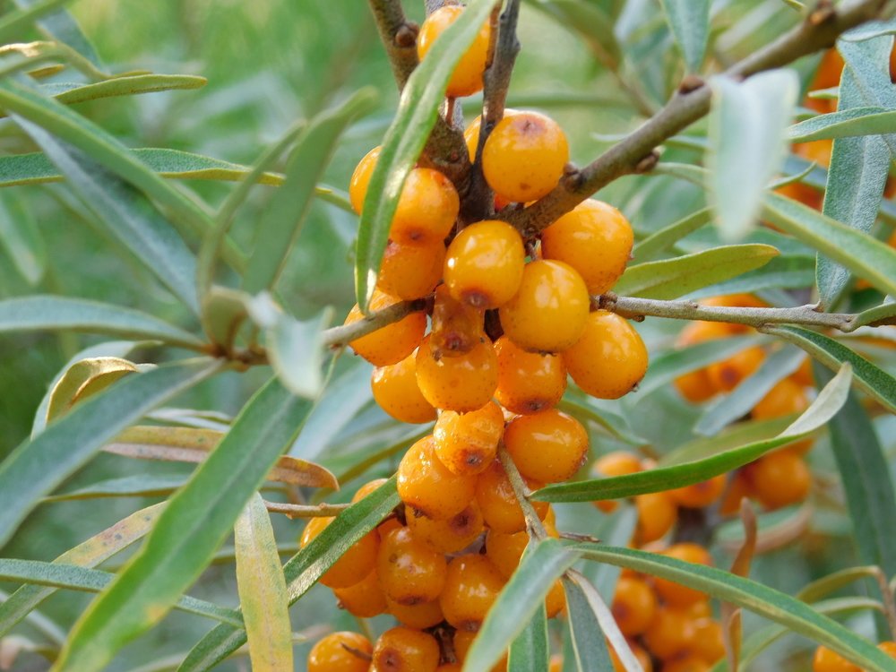 Photograph by Чкареули Светлана