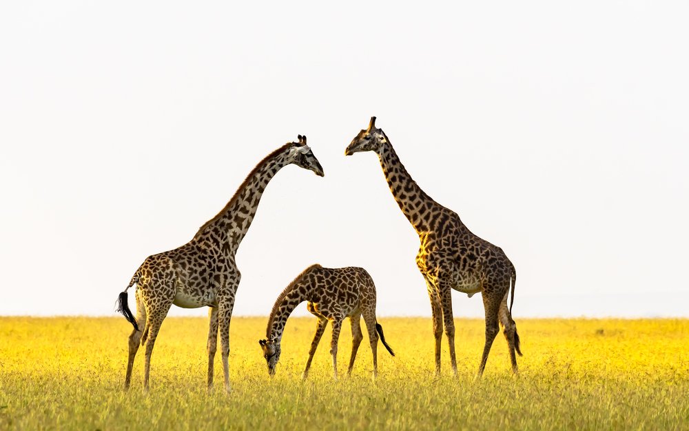 Sunset at Masai Mara