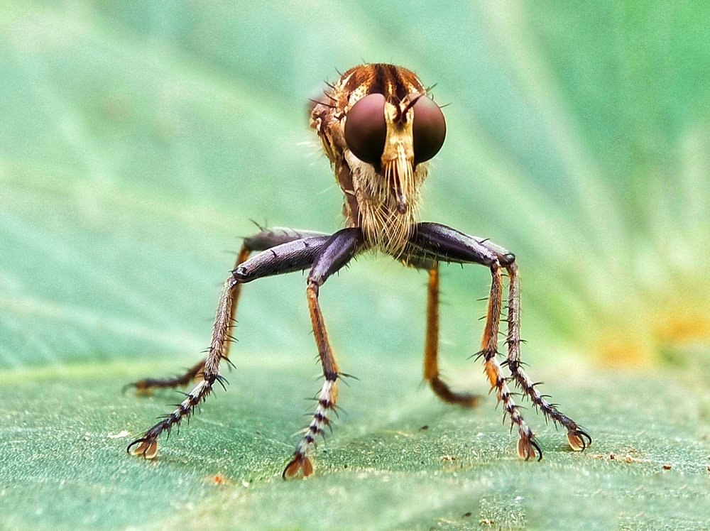 Photograph by Sujarwo