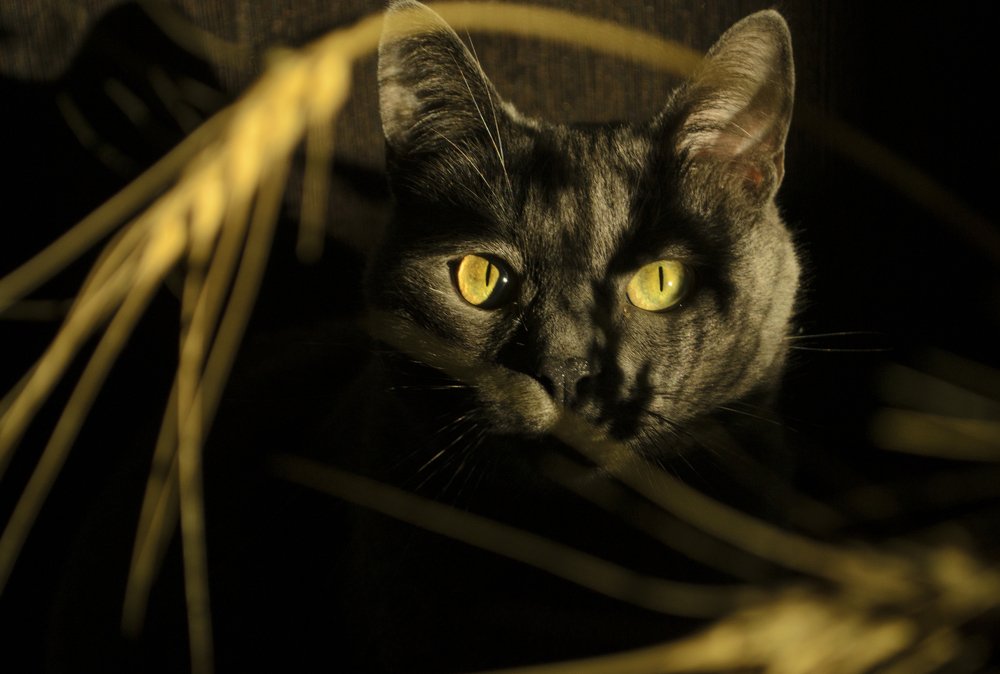 Photograph by Евгения Кутоманова