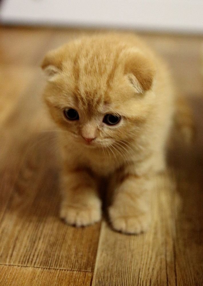 Скромность