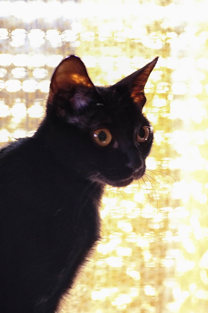 Photograph by Mário C.