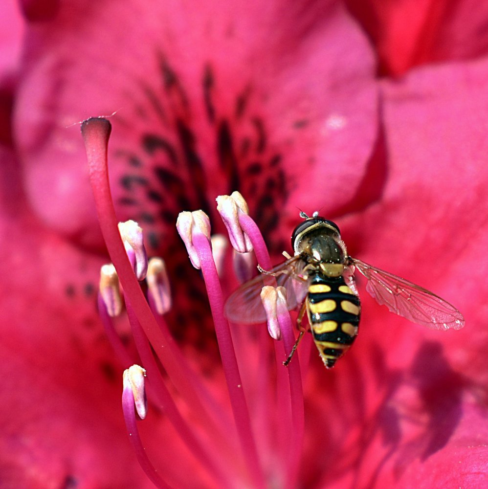 Пчела, собирающая нектар / Bee collecting nectar