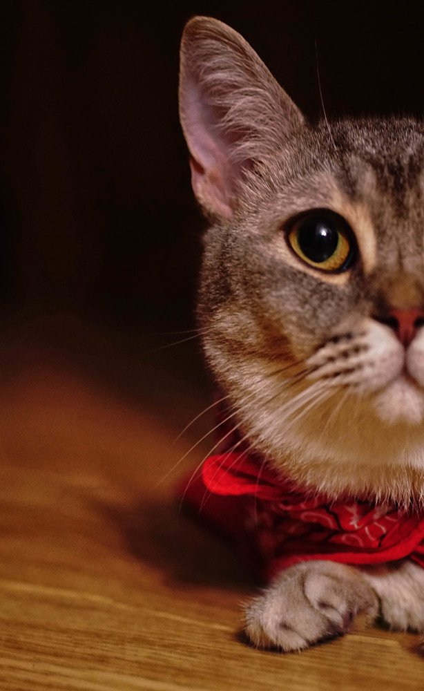 Photograph by Mário C.