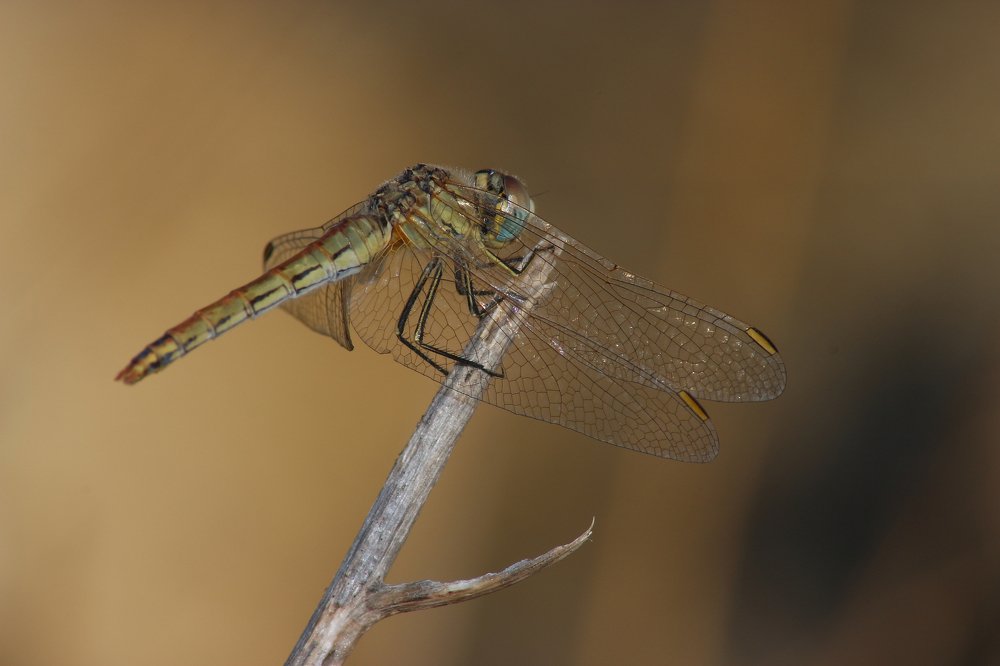 Photograph by Кирилл Лунченко