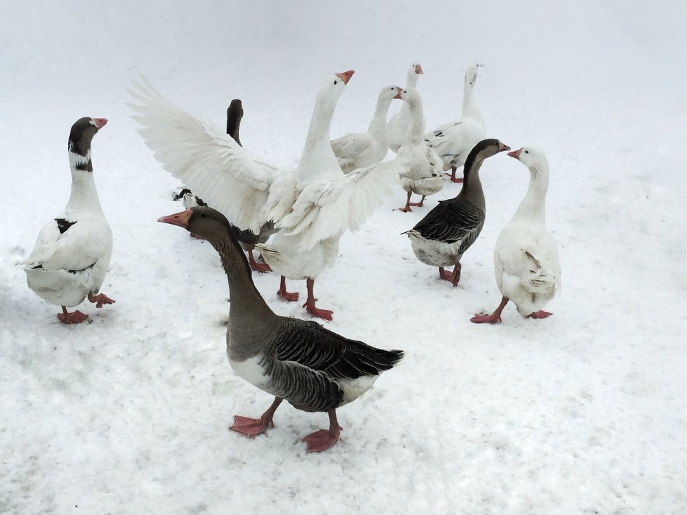 Photograph by Екатерина Амирасланова