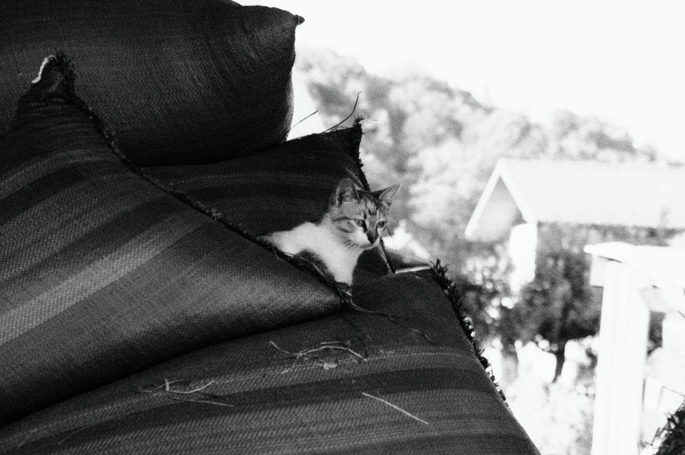 Baby cat.