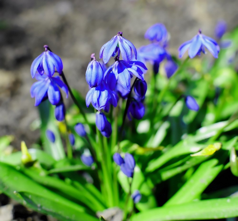 Фотография автора Альбина Хвастунова
