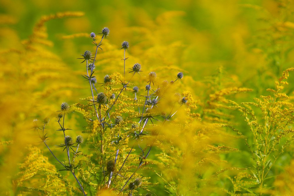 Фотография автора Александр Медведев